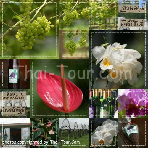 สวนหน้าวัวสุชาดา